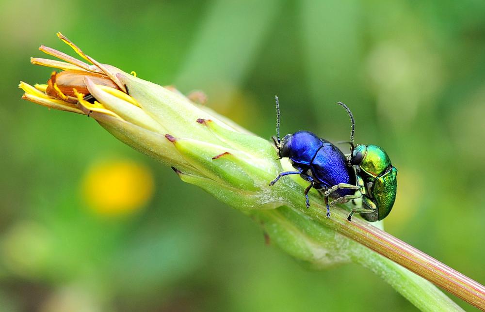 blu e verde: Cryptocephalus sericeus